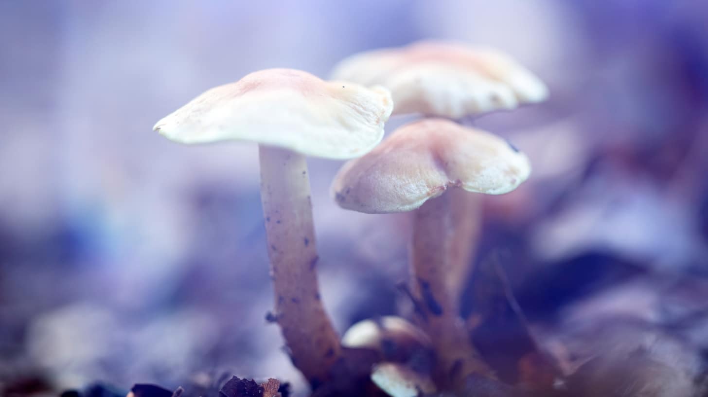 Effets des champignons magiques sur le cerveau. Résumé des dernières recherches