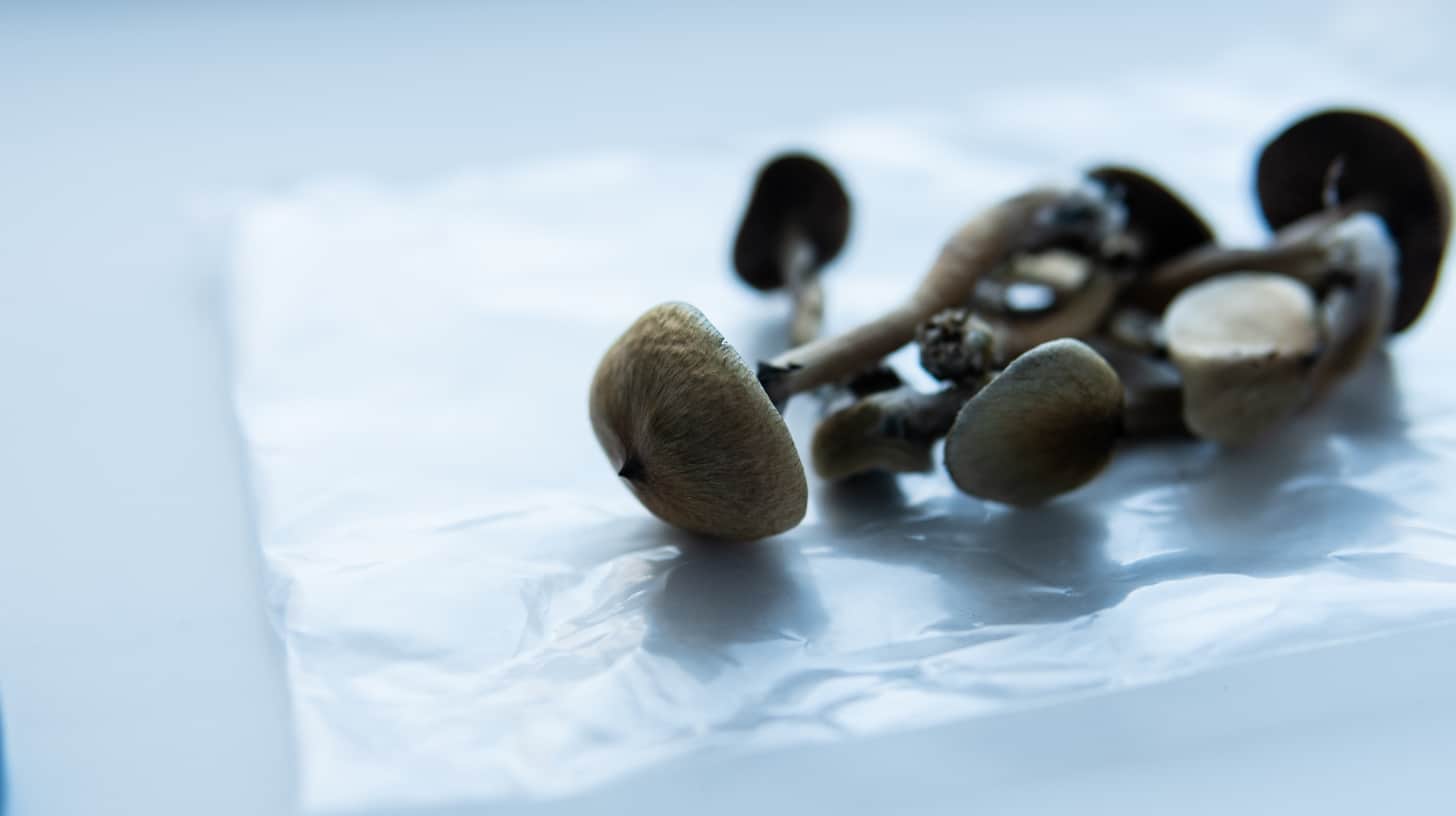 Pilze auf leeren Magen: Umfassender Leitfaden zum sicheren Psilocybin-Konsum