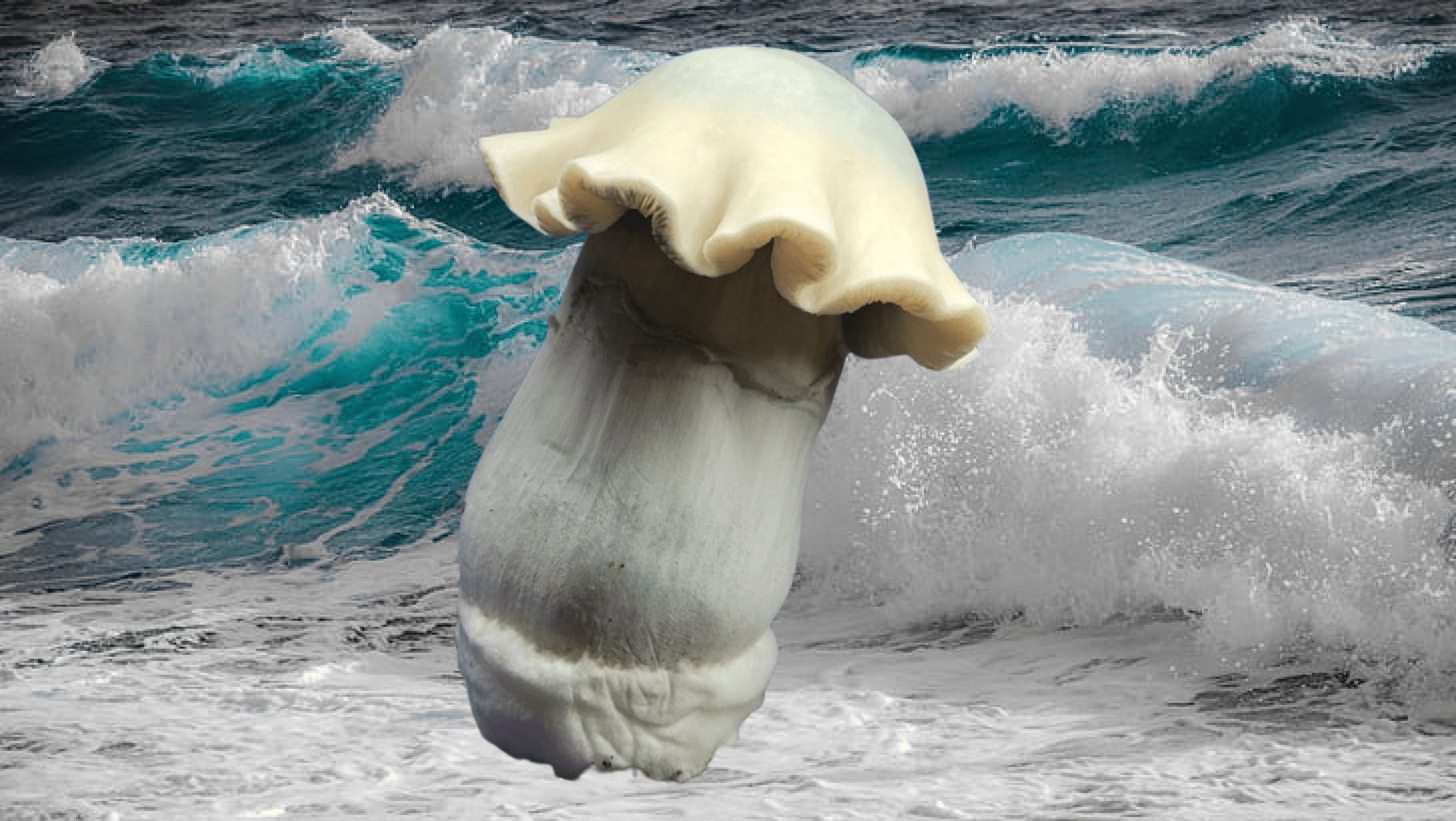 Découvrez les champignons magiques Albino Tidal Wave chez Funguyz