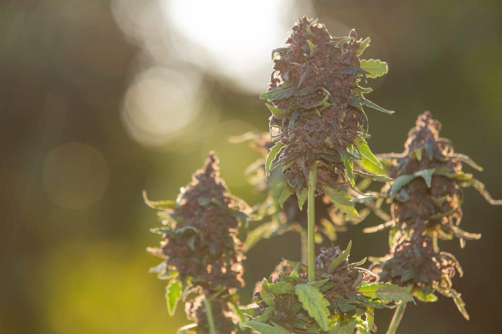 The best cannabis strain for sex