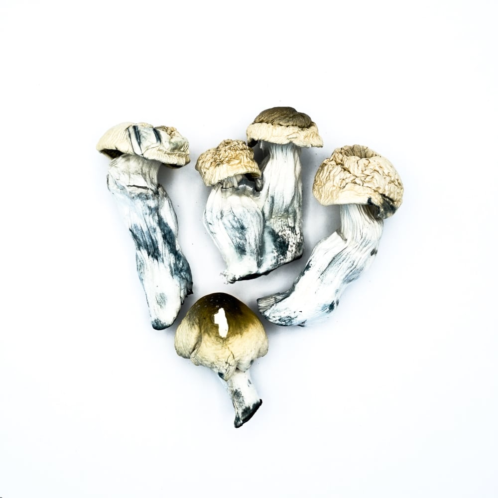 Blue Meanie - Mushrooms Microdosing Capsules - 20 pcs