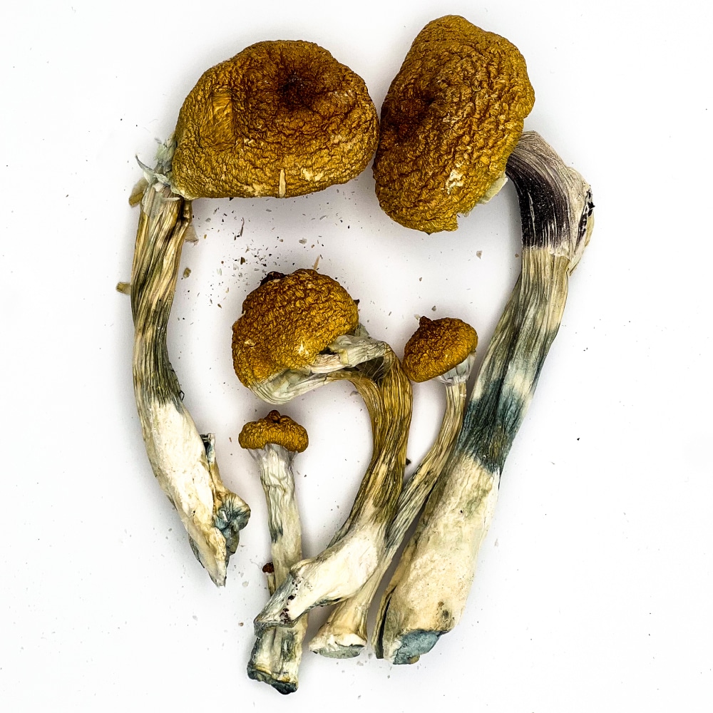 Golden Teacher Magic Mushrooms