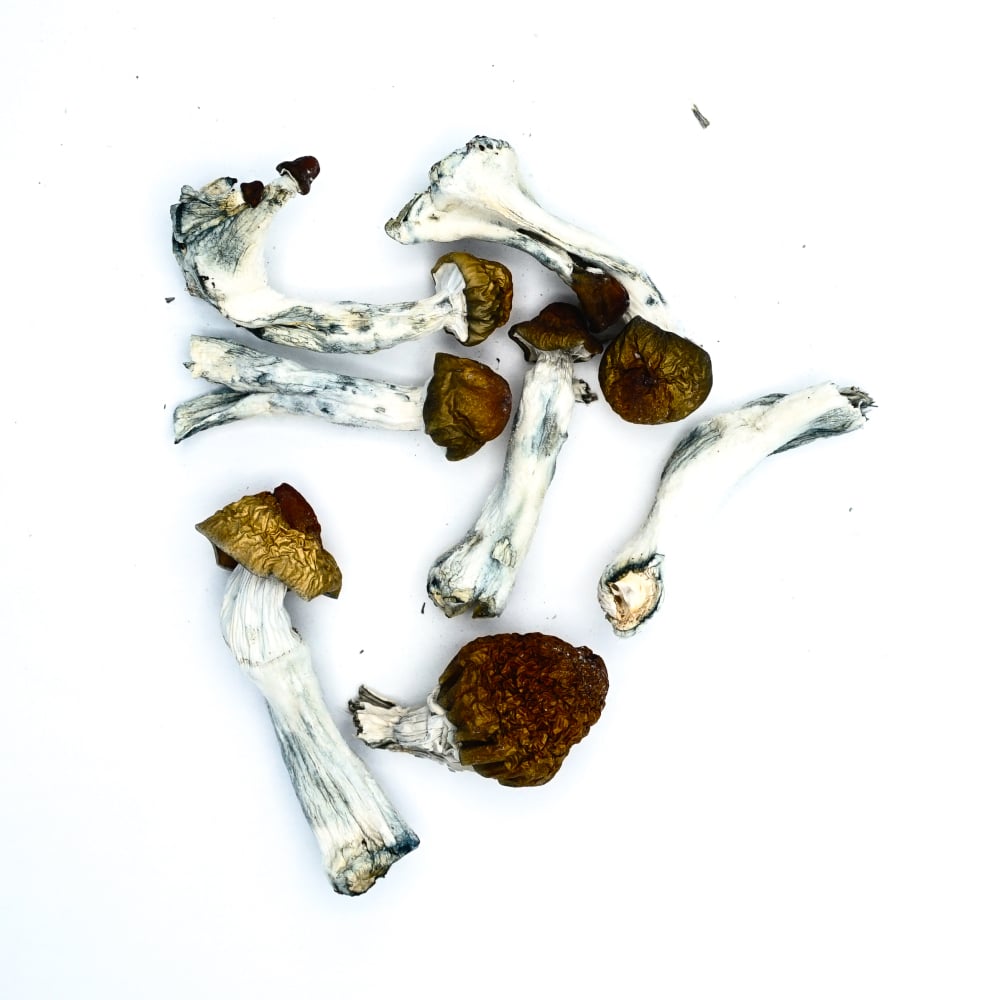 Melmac - Mushrooms Microdosing Capsules - 20 pcs