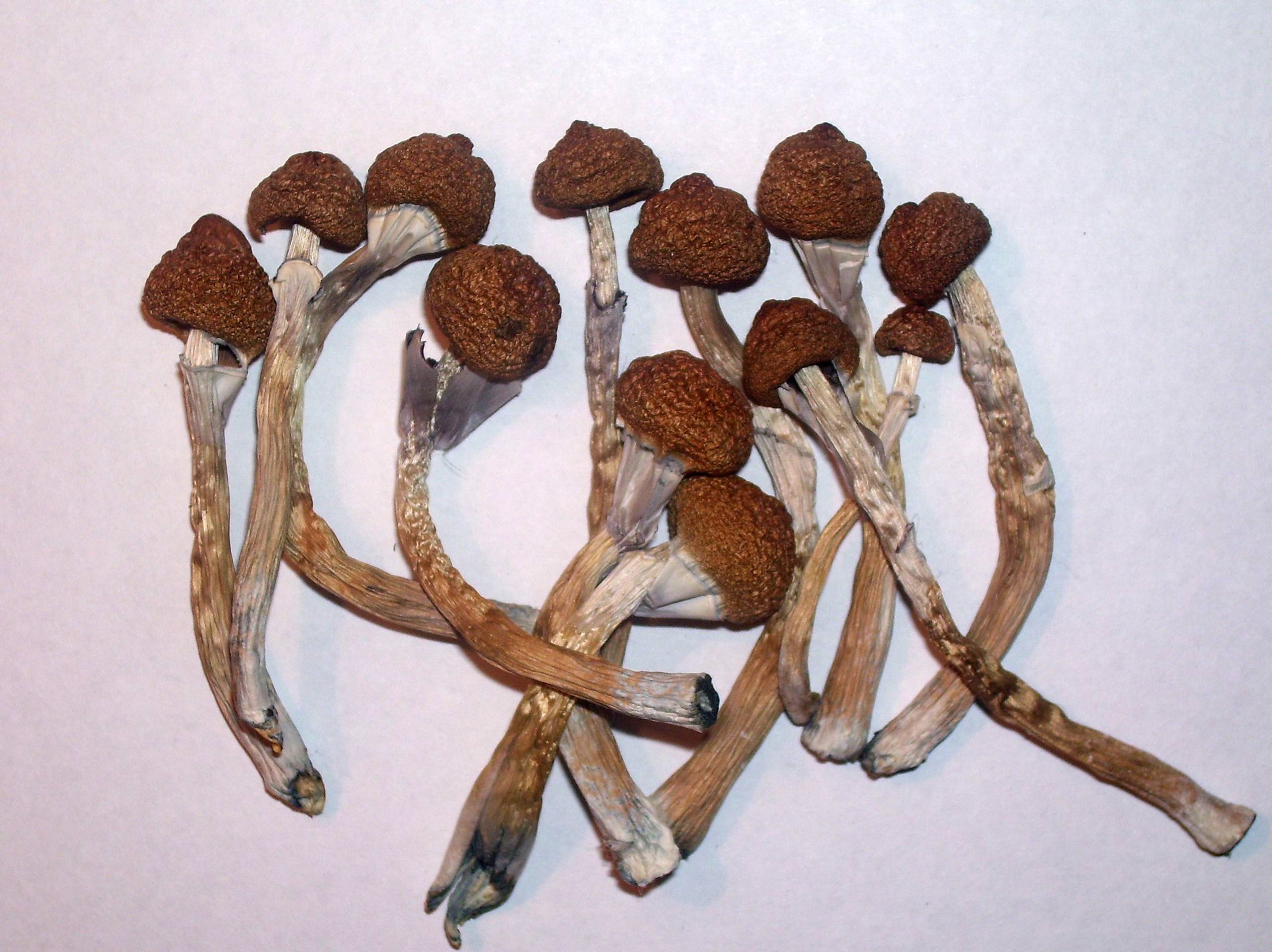 Psilocybe cubensis séchés