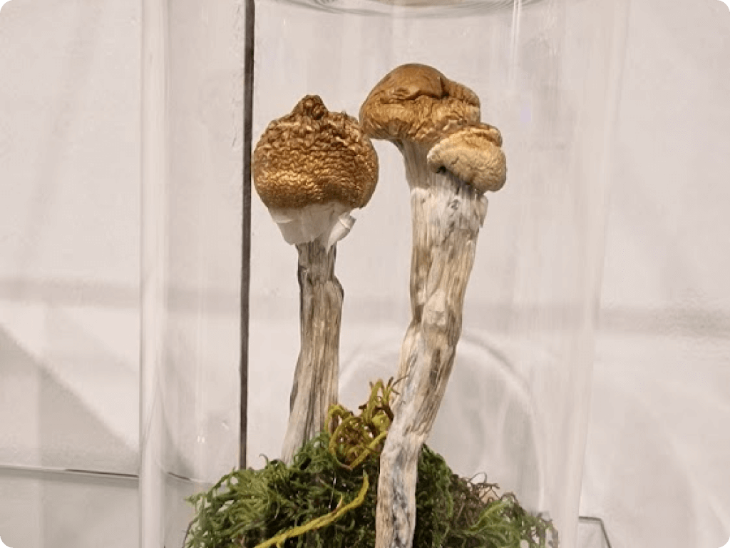funguyz-magic-mushroom-dispensary-danforth-ave-6 (1) (1) Two shrooms under a glass at Funguyz magic mushroom dispensary on Danforth Avenue