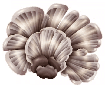 why-buy-shrooms-online-fg Is buying shrooms online convinient?