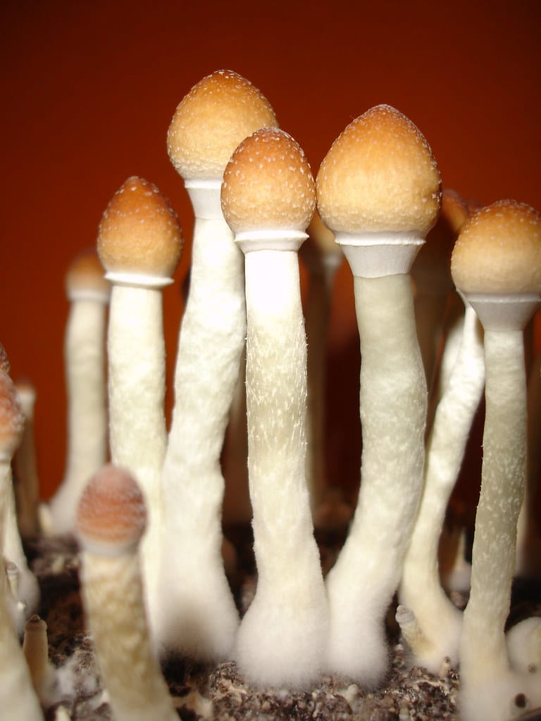 Exemple de champignons psilocybe cubensis communs Funguyz