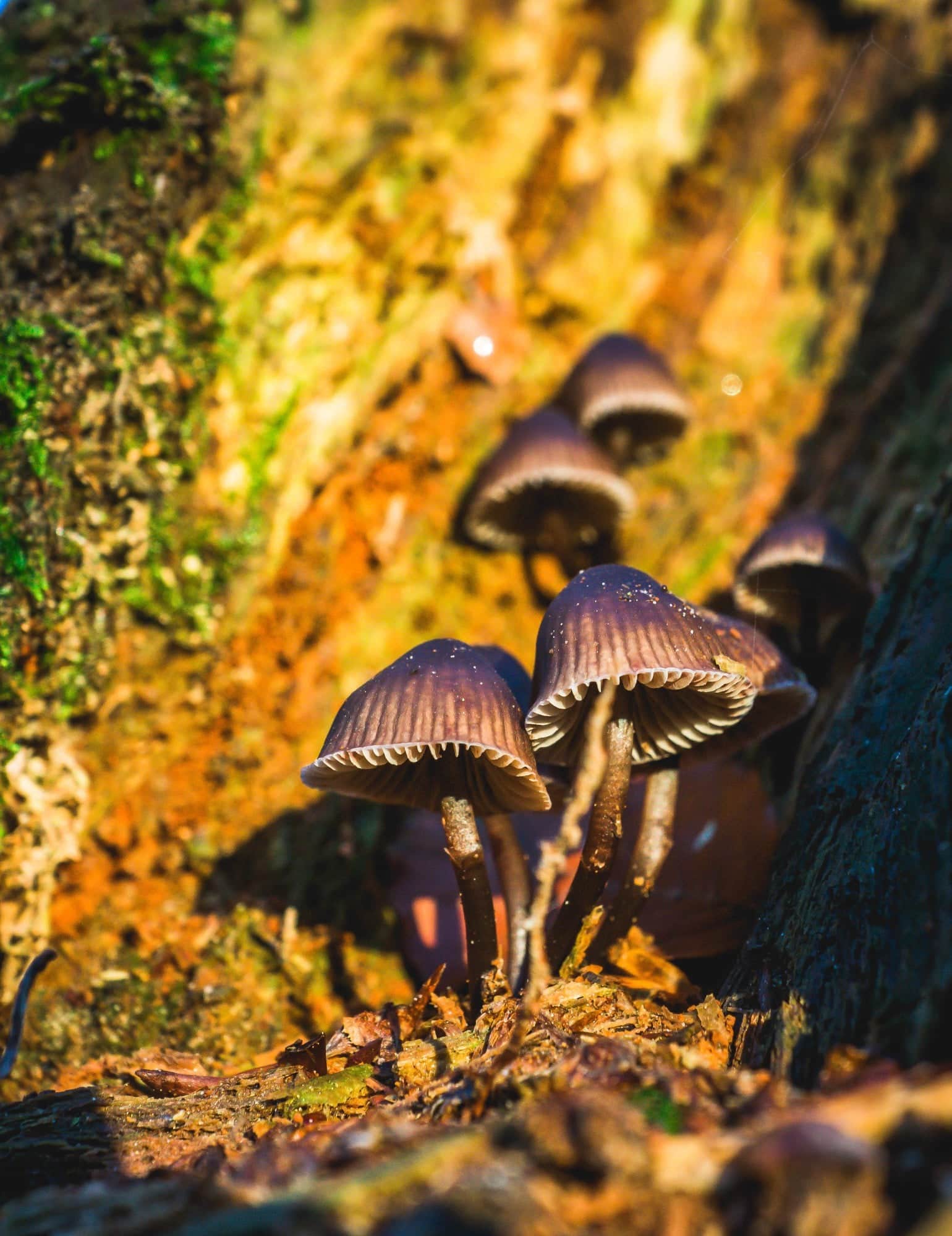 Champignons magiques